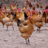 【廠家自產(chǎn)自銷】優(yōu)質(zhì)高細腳土雞苗 青腳土雞苗 包打疫苗包技術(shù)